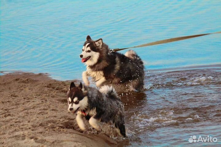 Помски
