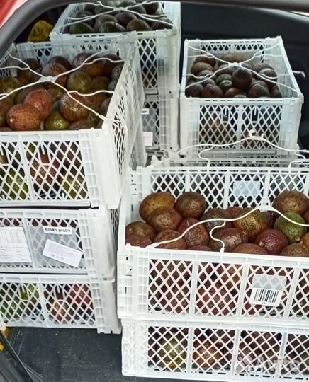 Авокадо Хасс свежее