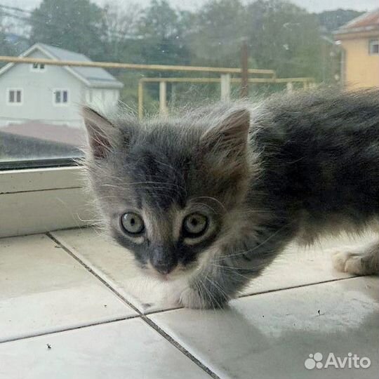 Серый котенок девочка 1 месяц
