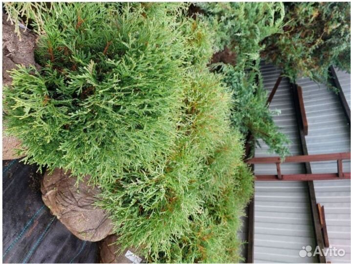 Ель голубая кедр Саженец Сосны горной туя можжевел