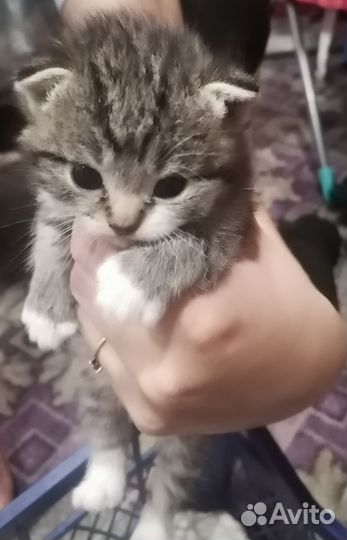 Котята в дар