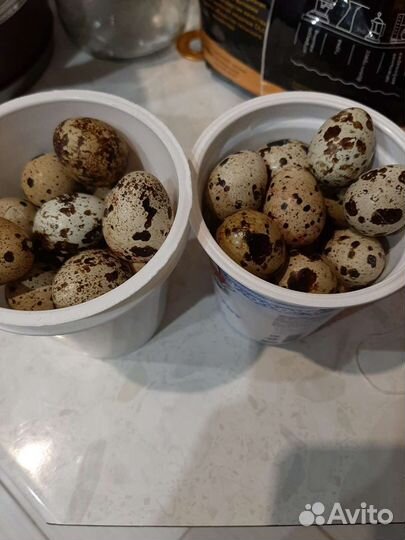 Яйца домашней птицы куриные, утиные, перепелиные