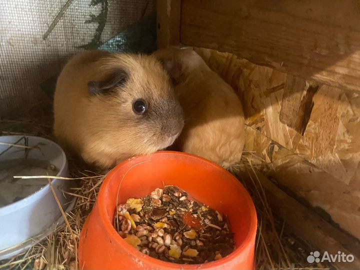 Морская свинка английский селф