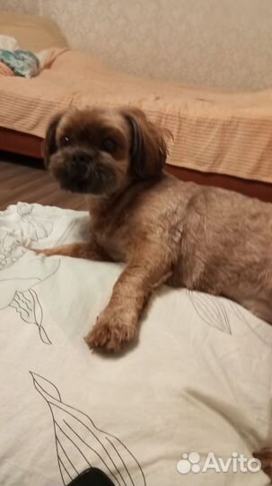 Вязка собак ши-тцу