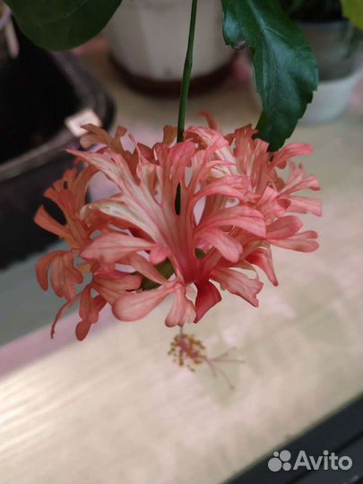 Гибискус шизопеталус