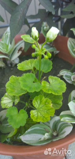 Пеларгония