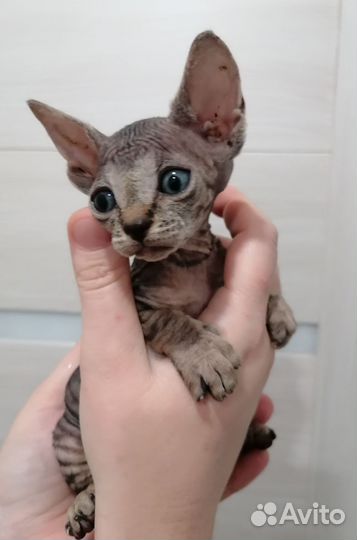 Канадский сфинкс