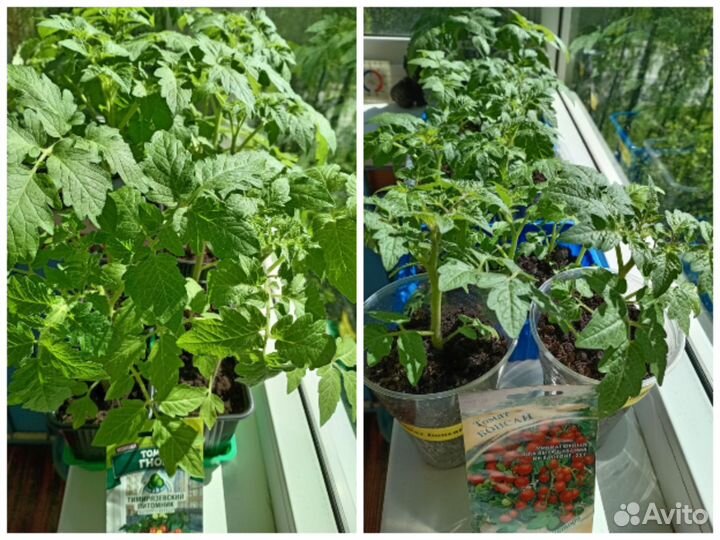 Рассада балконных помидор