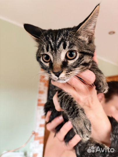 Тигровый котенок в добрые руки