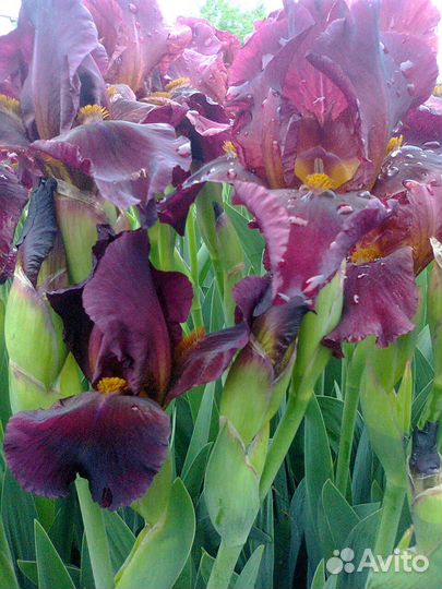 Многолетние цветы