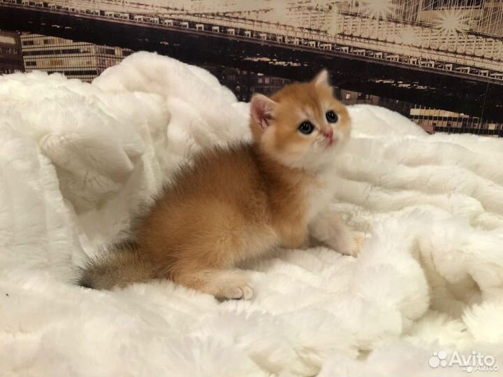 Элитные британцы золотой шиншиллы