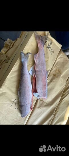 Рыба чавыча сëмга нерка кижуч горбуша икра красная