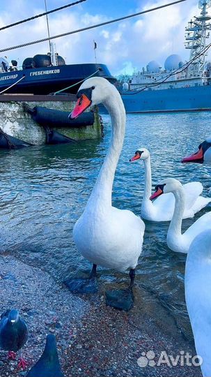 Калининград Топ-Экскурсия Лучшие локации побережья