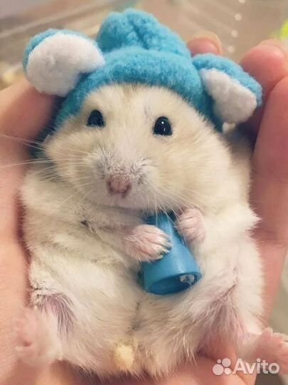 Разноцветные джунгарские хомячата