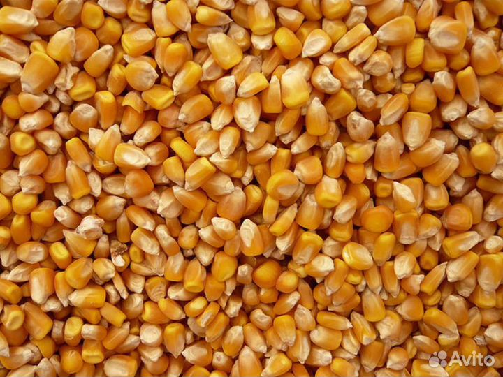 Кукуруза