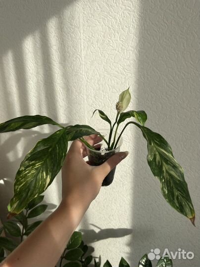 Спатифиллум домино