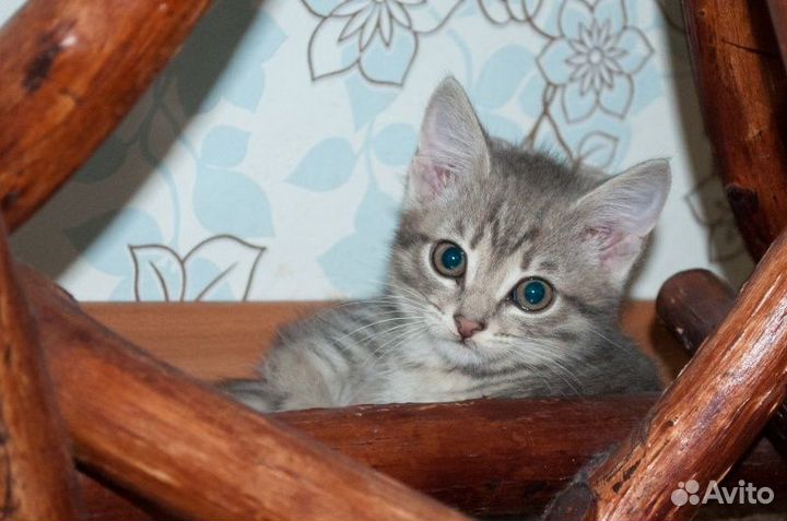 Отдам дымчатого котенка