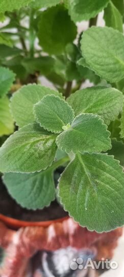 Мята комнатная(плектрантус)