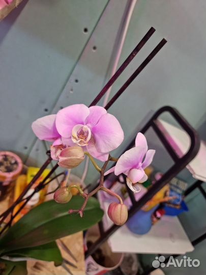 Орхидея фаленопсис