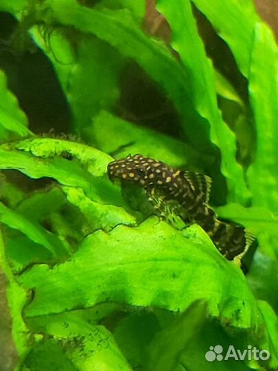 Анциструс малыши