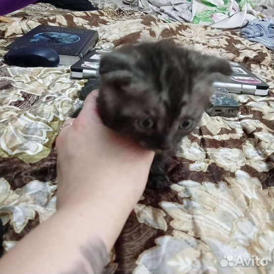 Кошки шотландцы