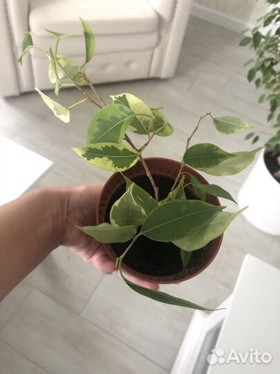 Фикус в горшке