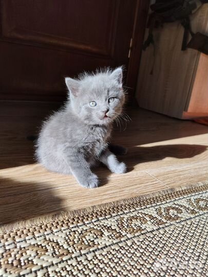 Котенок бесплатно