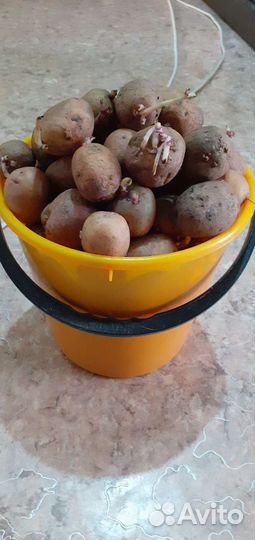 Продам картофель семенной