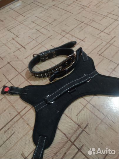 Ошейник, шлейка