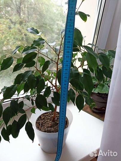 Фикус бенджамина