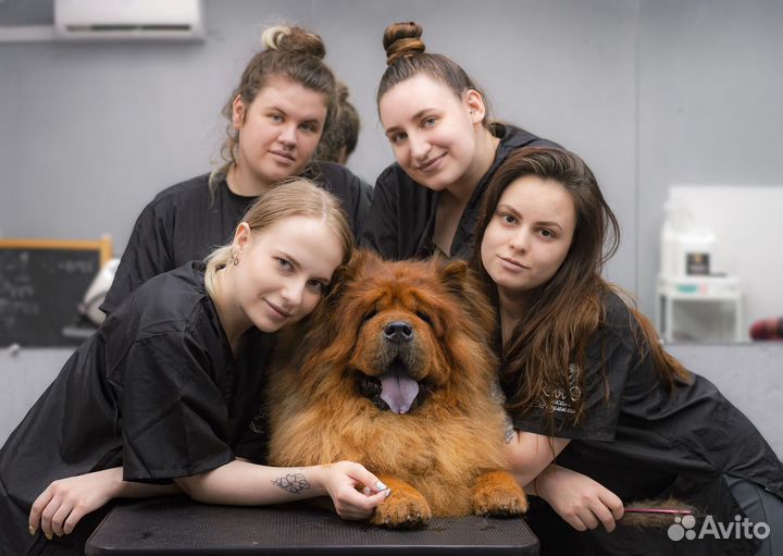 Груминг крупных собак профессионально в салоне