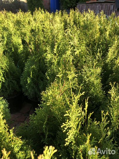 Туя смарагд розница/опт