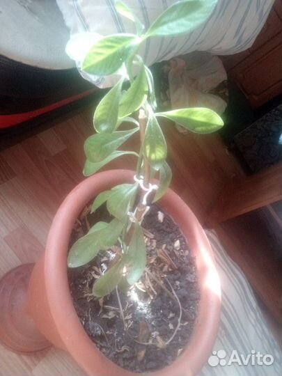 Долларовое дерево