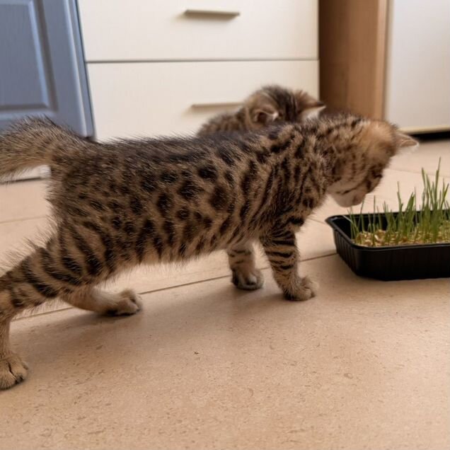 Бенгальский котёнок