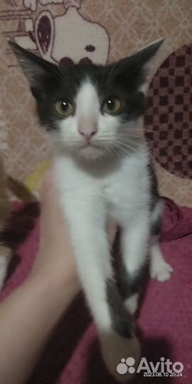 Милые котята