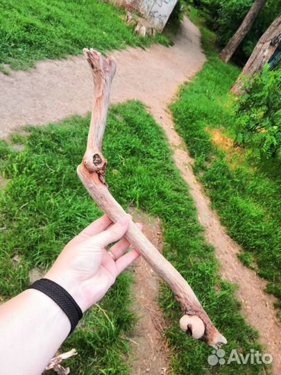 Коряги дрифтвуд