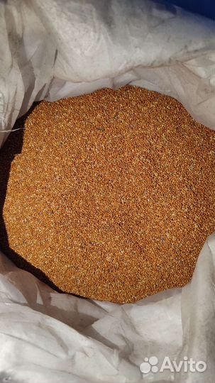 Пшеница овес просо ячмень семечки кукуруза зерно