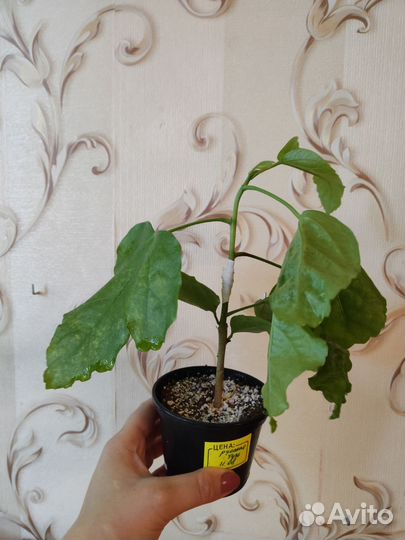 Сортовые гибискусы