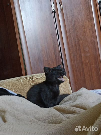 Котëнок девочка