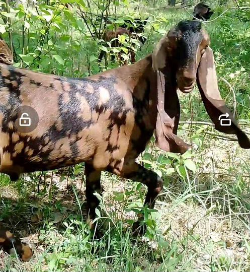 Бычок Джерсейский. Обалденный камори