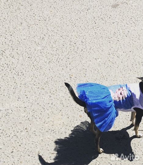 Обувь для маленьких собак и одежда