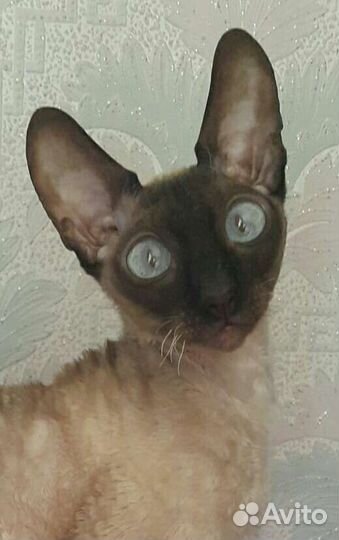 Корниш-рекс кошка