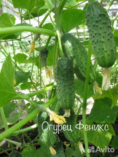 Семена домашних огурцов