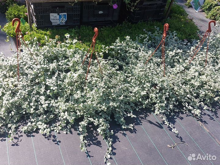 Гелихризум Сильвер