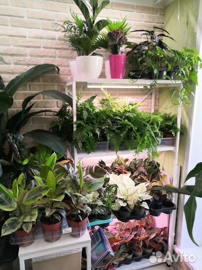 Комнатные цветы растения для офиса дачи дома