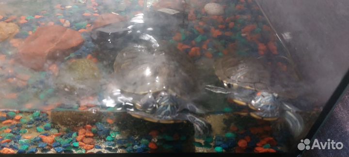 Аквариум счерепахами