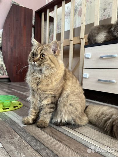 Британская кошка