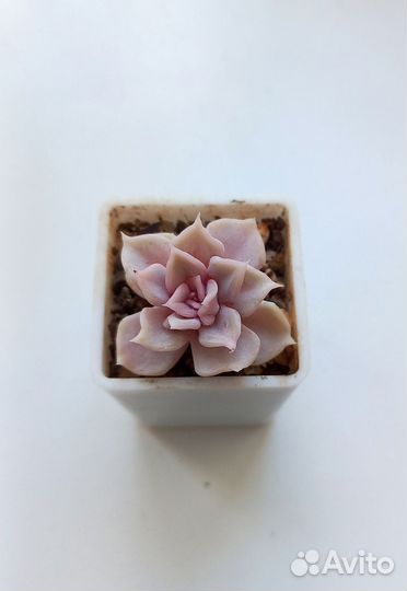 Суккуленты ч.2