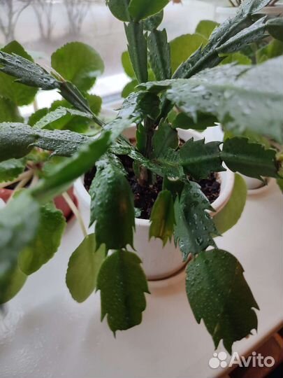 Декабрист шлюмбергера