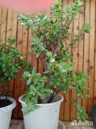 Толстянка (денежной дерево)